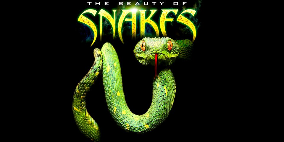 Phim The Beauty Of Snakes-Vẻ Đẹp Của Loài Rắn