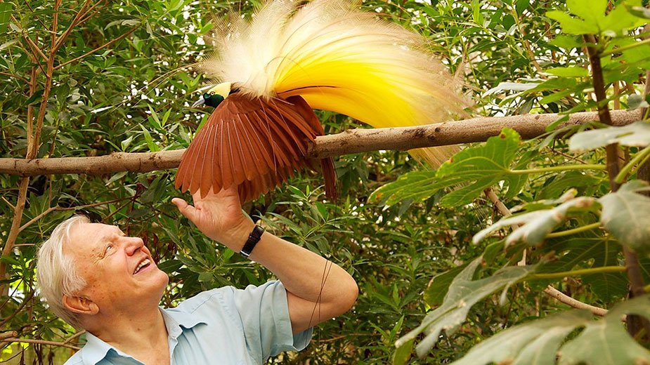Phim Attenborough's Paradise Birds-Loài Chim Thiên Đường